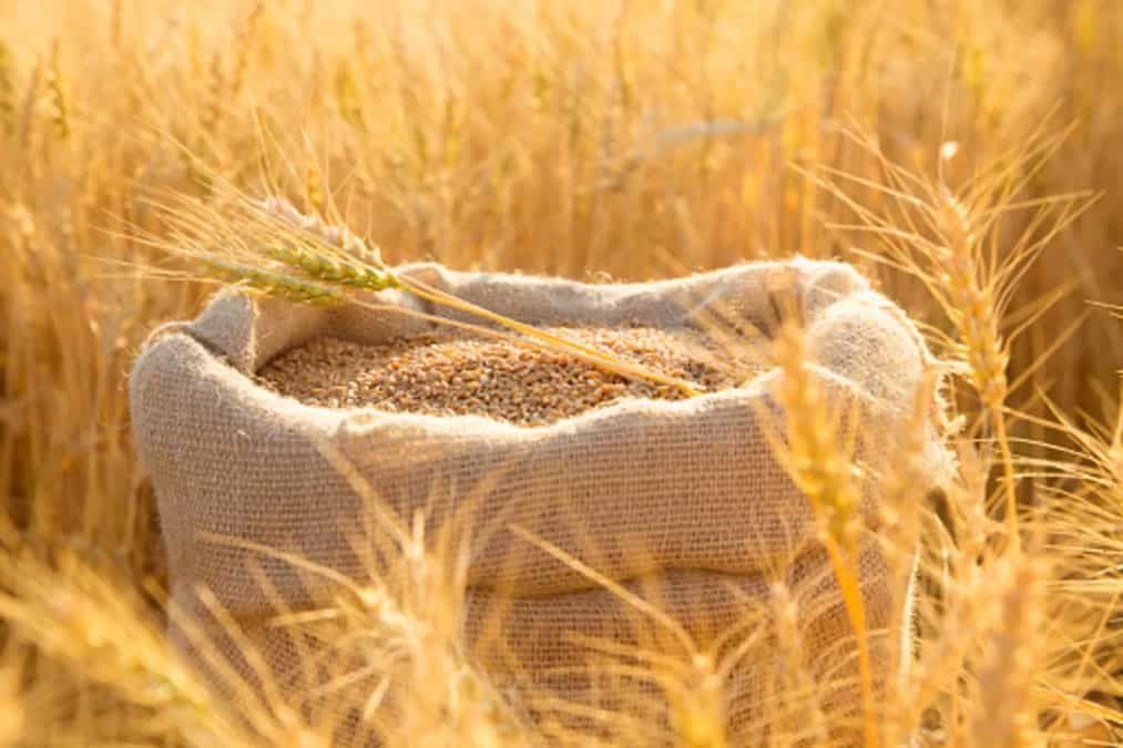 Lokwan To Sihore: Popular Varieties Of Wheat Found In India