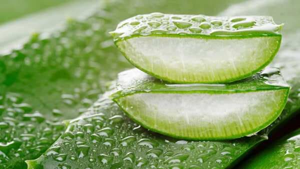 Here's How You Can Have Aloe Vera For Weight Loss