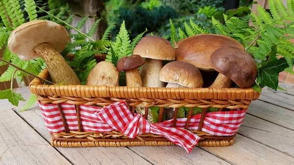 Companies Growing And Selling Mushrooms Have Sprung Up Across India