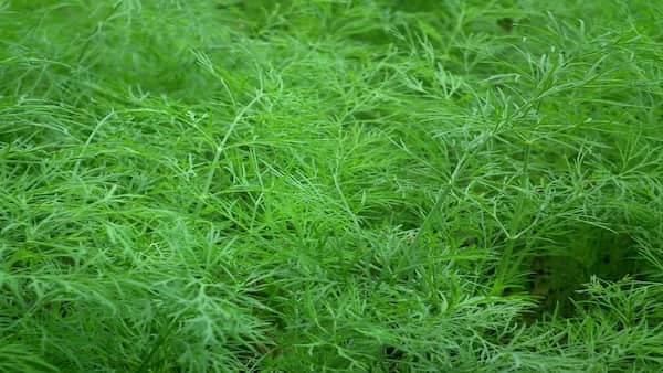 Here’s Why Dill Leaves Are Really Beneficial For You And How Can You Use Them