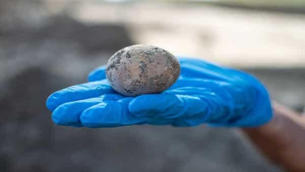 Israeli Archaeologists Found 1000 Year Old Chicken Eggs Intact in Human Faces