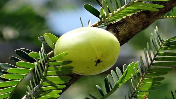 8 Incredible Health Benefits Of Amla You Ought To Know 