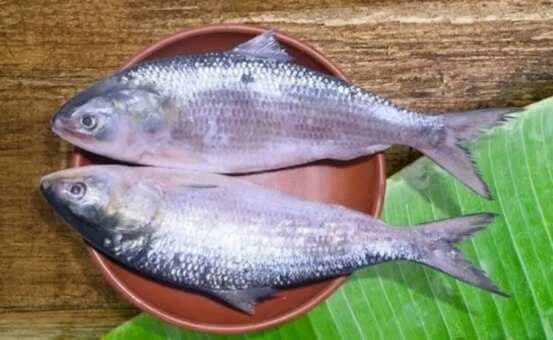Monsoon Special: Hilsa Recipes To Savour The Queen Of Fishes