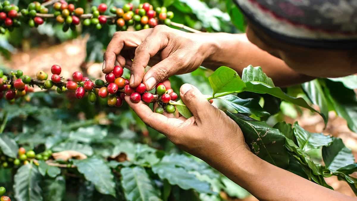 Five Coffee Plantations To Visit In India