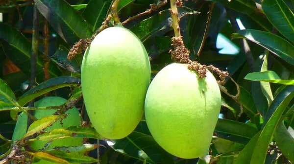 Viral: A 15-Year-Old Tree In Uttar Pradesh Bearing 121 Varieties Of Mangoes, Seen It Yet? 