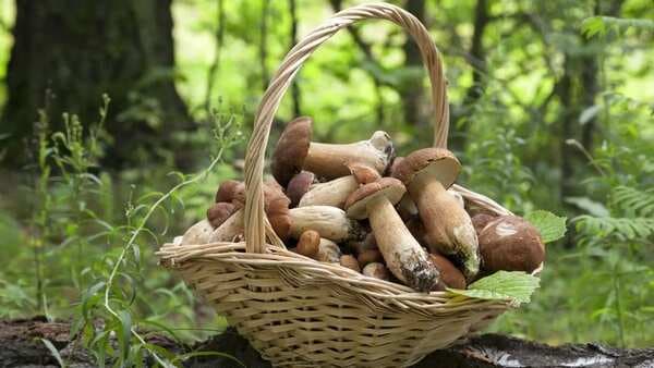 Mushroom Foraging: A Hobby With Health Benefits  
