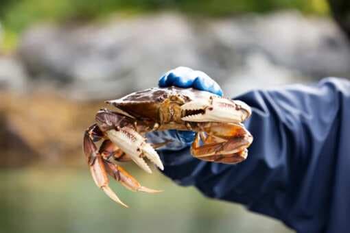 4 Easy Steps To Clean The Dungeness Crab