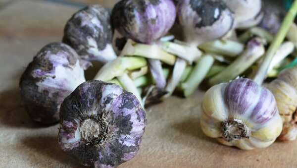 Kitchen Tips: This Easy Way Can Preserve Garlic Upto 6 Months