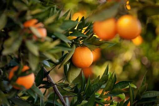 Your Ultimate Guide To The Different Varieties Of Orange