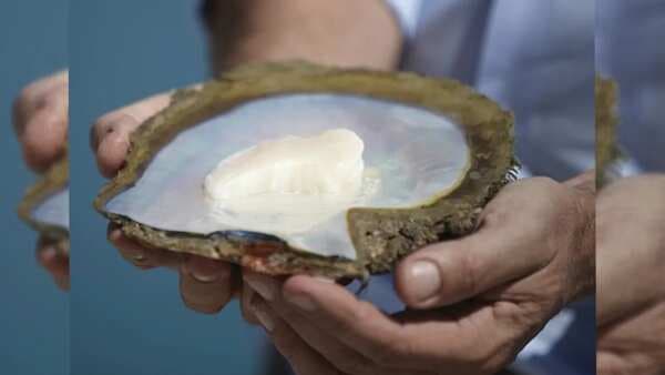 Pearl Meat: This Luxury Seafood Has Australia Hooked
