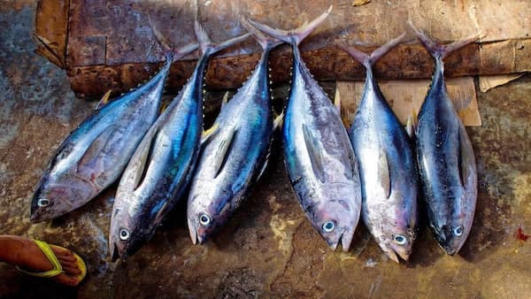 4 Simple Ways To Find Out If A Fish Is Fresh