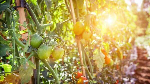 Start Your Own Organic Kitchen Garden