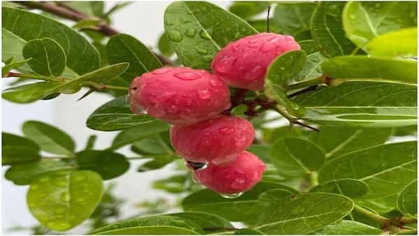 4 Amazing Benefits of Karonda Fruit That You Must Know