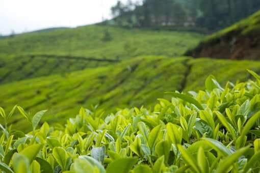 The Story Of Nilgiri Tea From The South 