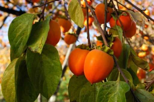 7 Interesting Ways To Use Persimmon In Your Favourite Dishes