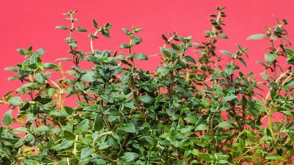 Thyme Benefits: How This Herb Contributes To Health?