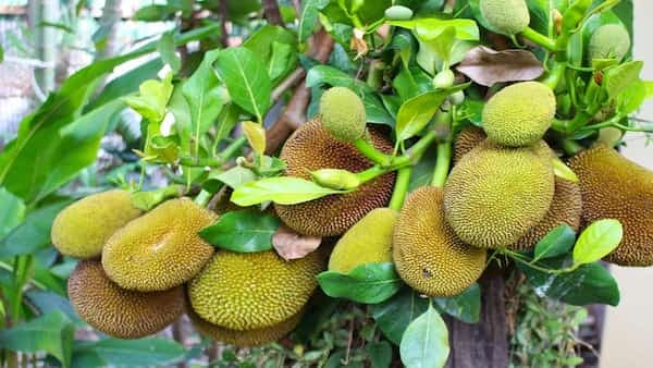Tracing Origin of Jackfruit, A Meat Substitute For Vegans And Vegetarians