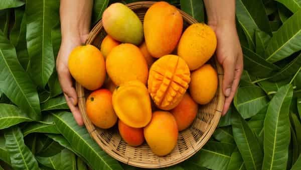 Kerala’s Mango Village Is Home To 200 Varieties Of The Fruit