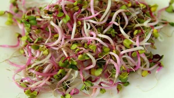 Season Of Sprouts: How To Make Sprouts At Home And Some Recipes To Try!