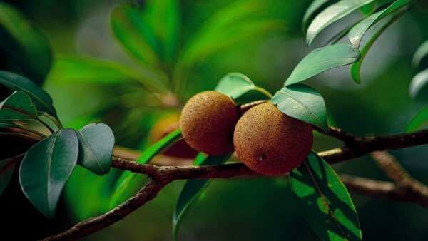 6 Key Reasons Why Sapodilla Or Chikoo Should Be A Part Of Your Diet