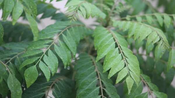 Kitchen Tips: Easy Hacks To Store Curry Leaves At Home