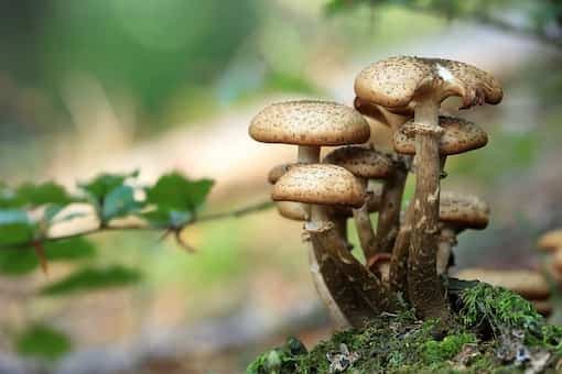 The Forbidden Fungi: Why Did Ancient Pharaohs Relish Mushrooms While Common Public Couldn't
