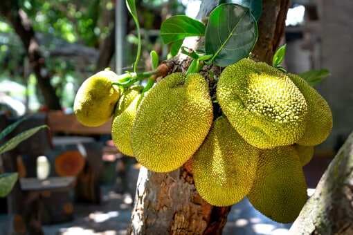 Jackfruit: The Jack Of Fruits And Dishes You Can Make With It