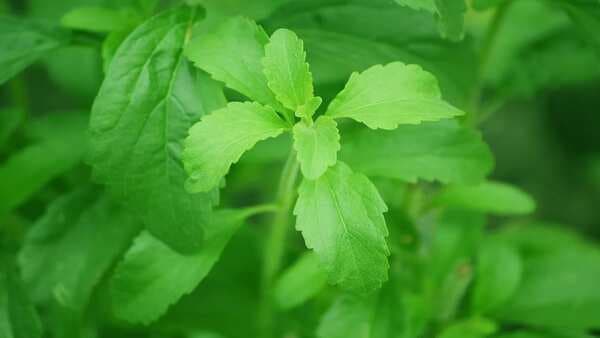 Diet Trend: Everything you need to know about Stevia