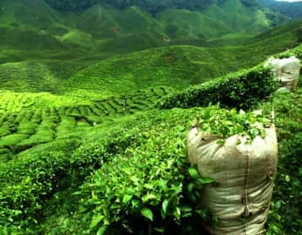 Why Is Assam Tea So Special?