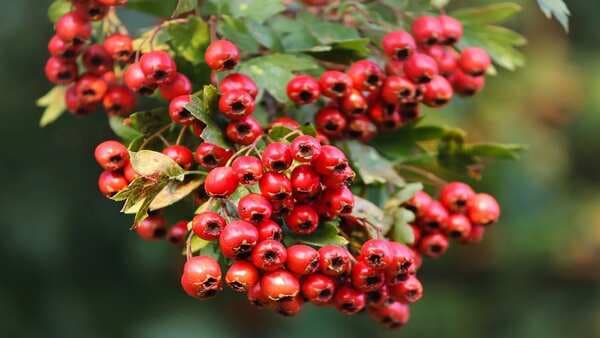 Hawthorn Berry Benefits: How Impressive These Red Berries Are!