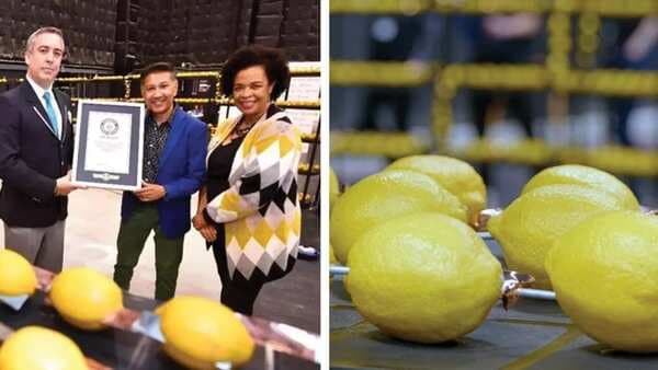 Viral: Largest Lemon Battery Sets Record; 4 Lemon Drinks You Can Make At Home