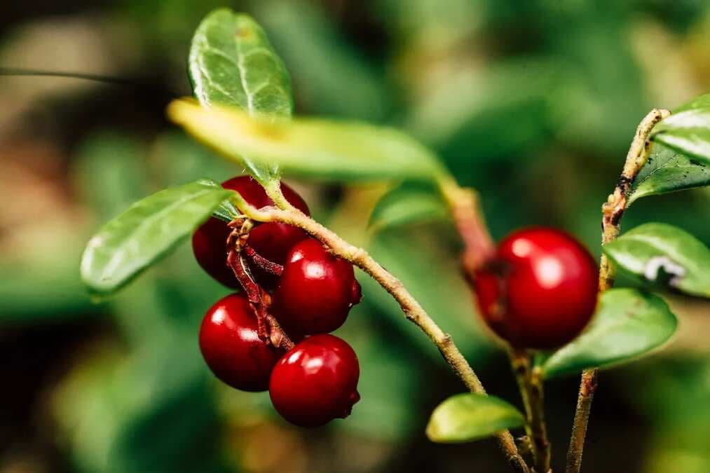 Lingonberry: Small Berries With Wide Range Of Benefits 