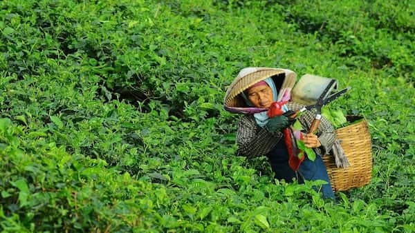 Tea Tales: How India Became World’s 2nd Largest Producer of Tea?