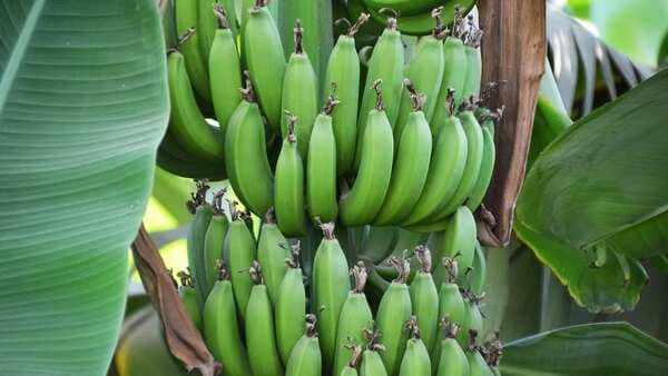 Did You Know About These Benefits Of Eating Raw Banana?