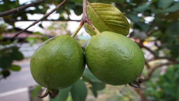 More Than A Poor Man's Apple: 6 Amazing Health Benefits Of Guava