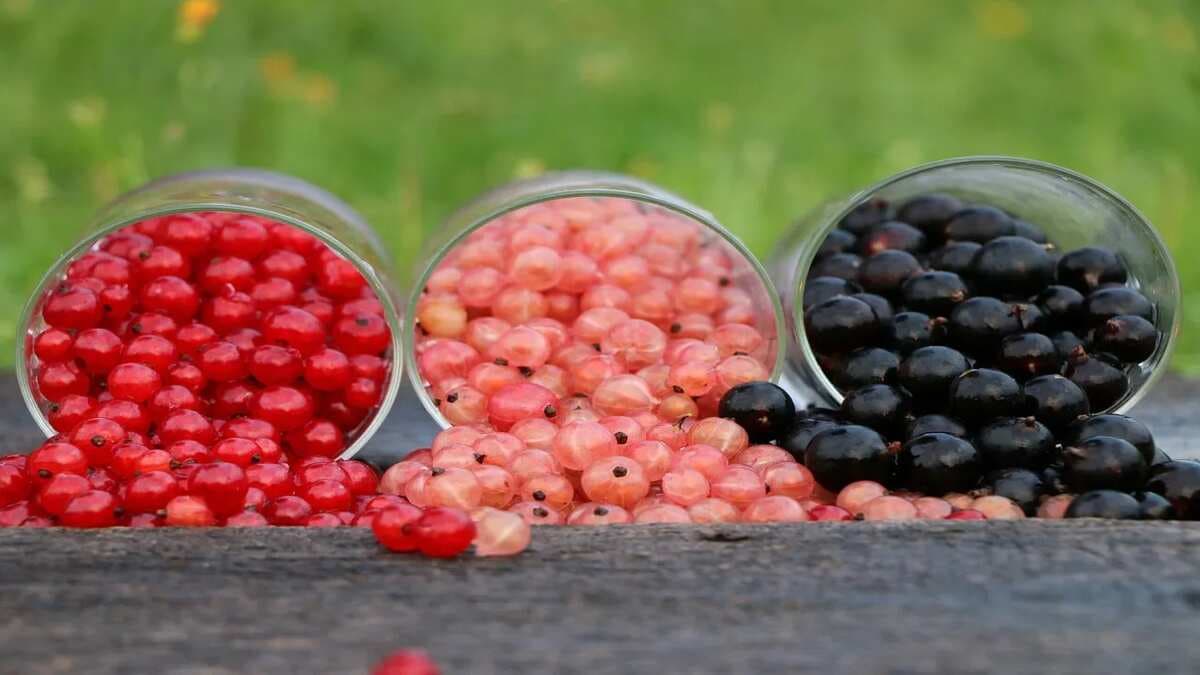 Black Currant Benefits: 5 Splendid Reasons Why Black Currant Is More Than An Ice-Cream Flavour