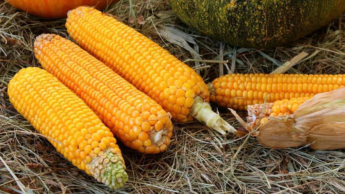 4 Benefits of Corn And How to Include It In Your Diet 