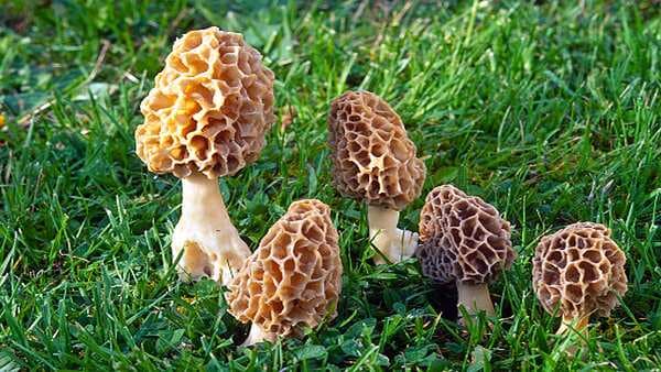 Gucchi: Story Of The Most Expensive Mushroom Of India