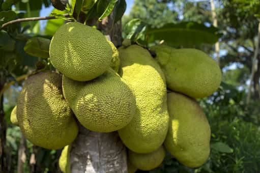5 Benefits of Jackfruit Or Kathal That’ll Blow Your Mind  