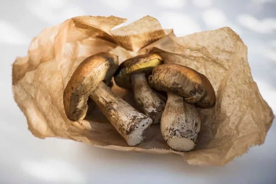 Fresh Porcini Mushrooms: 3 Ways