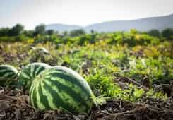 Kitchen Tips: How To Grow Watermelon In Your Home Garden?