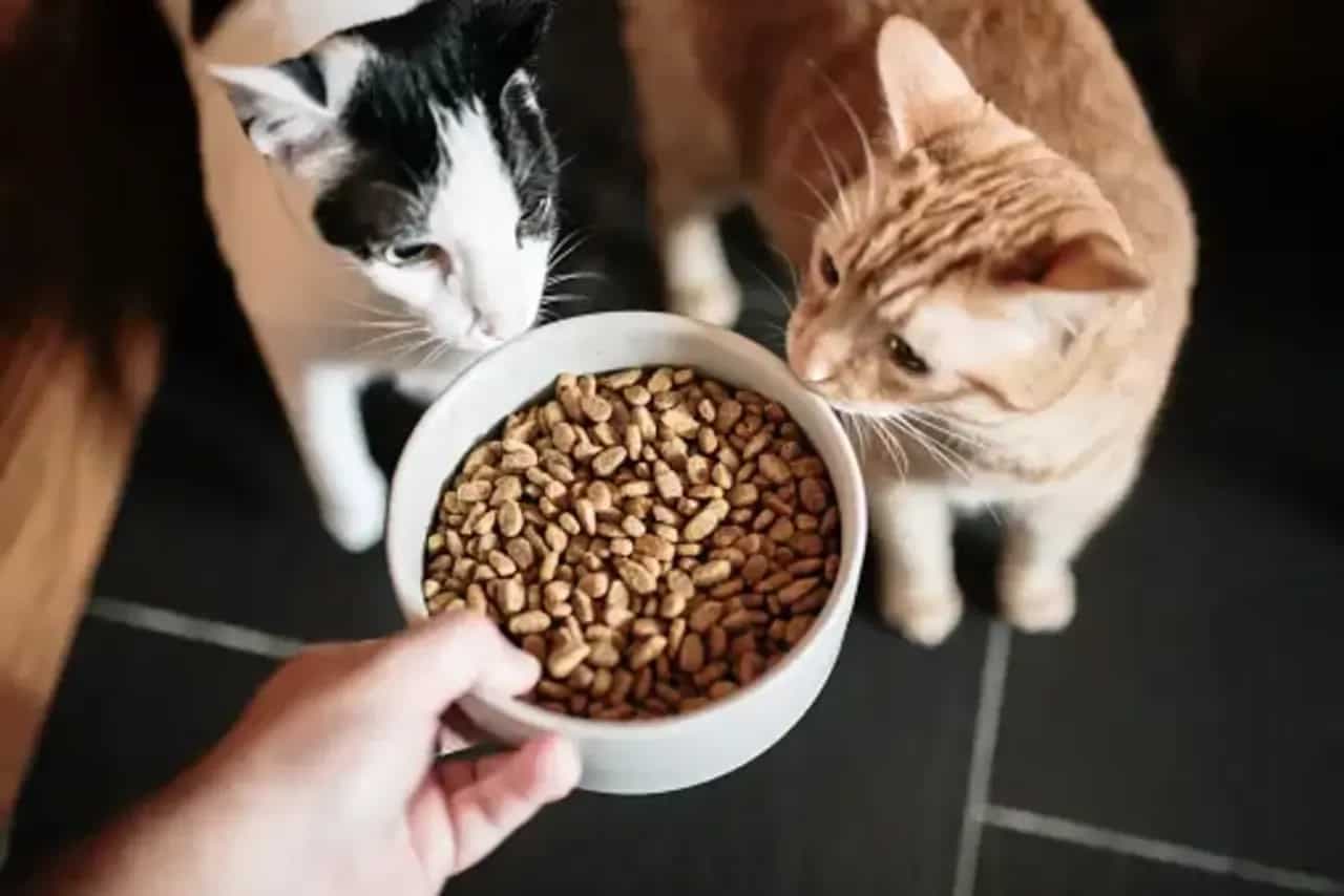 5 Favourite Cat Foods That Are Purr-fect For Your Furry Pet