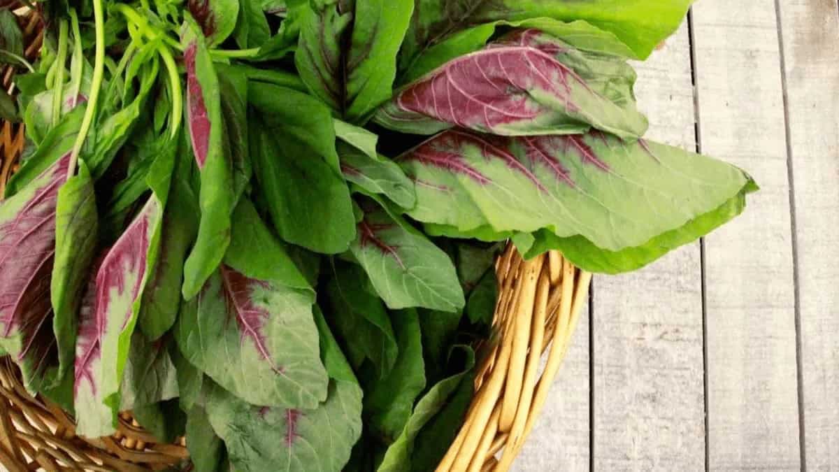 Aarai Keerai: 7 Health Benefits Of Consuming Amaranth Leaves