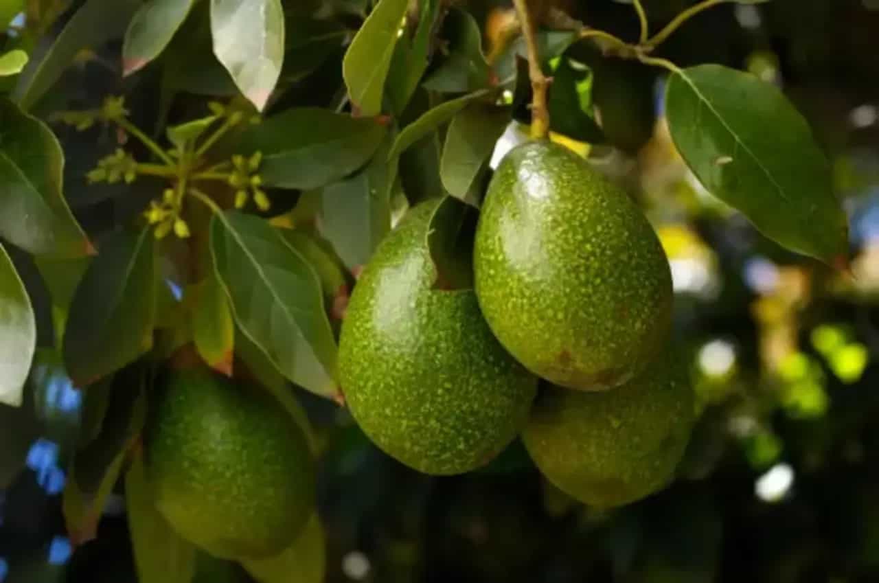 A Step-By-Step Guide For Growing Avocados In Your Home Garden