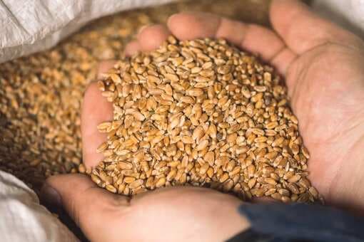 Year Of The Millet: Learn The Oldest Art Of Preserving Grains 
