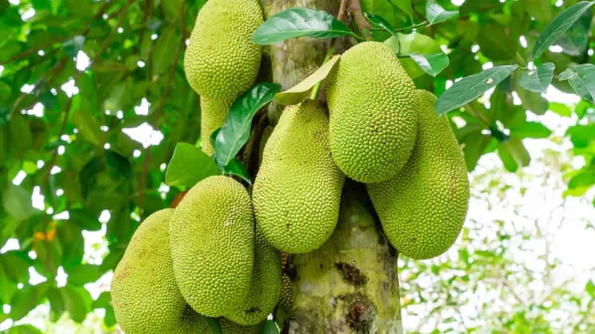8 Tips And Tricks To Preserve Jackfruit This Summer