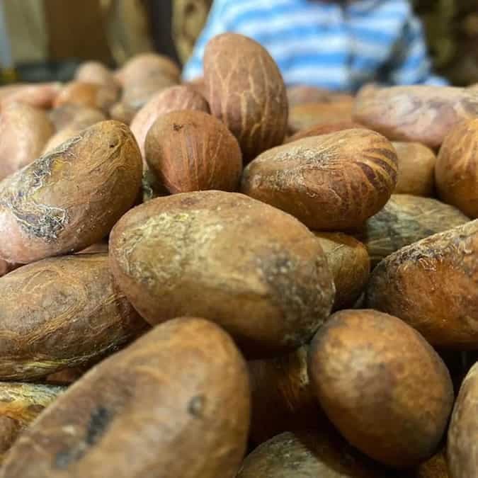 5 Incredible Health Benefits Of Kola Nuts