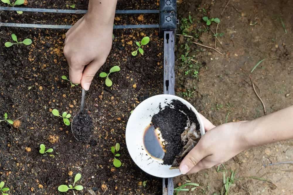 Here’s How To Grow Mushrooms In Coffee Grounds, Its Easy 