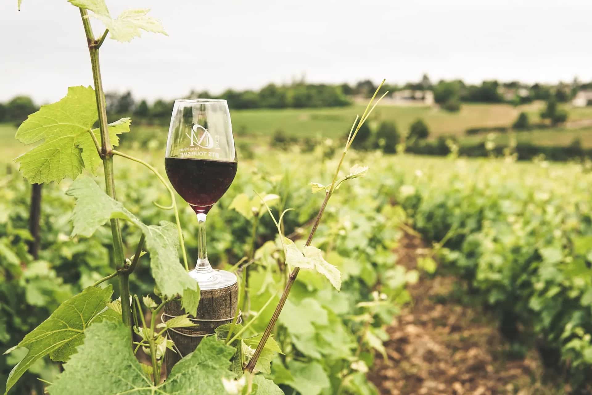 The Growing Popularity Of Best Indian Red Wine