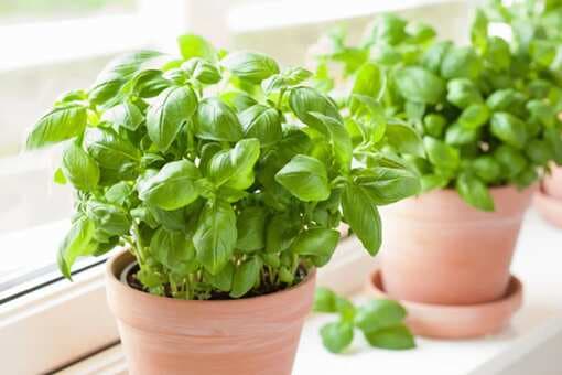 Kitchen Tips: How To Store Basil